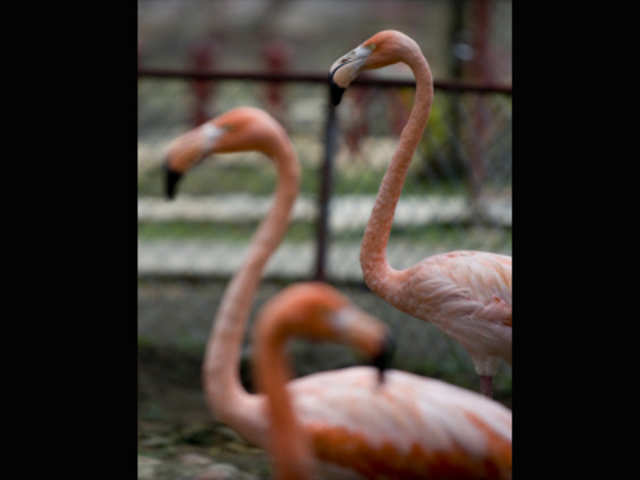 Flamingoes at the Villa Lorena animal shelter