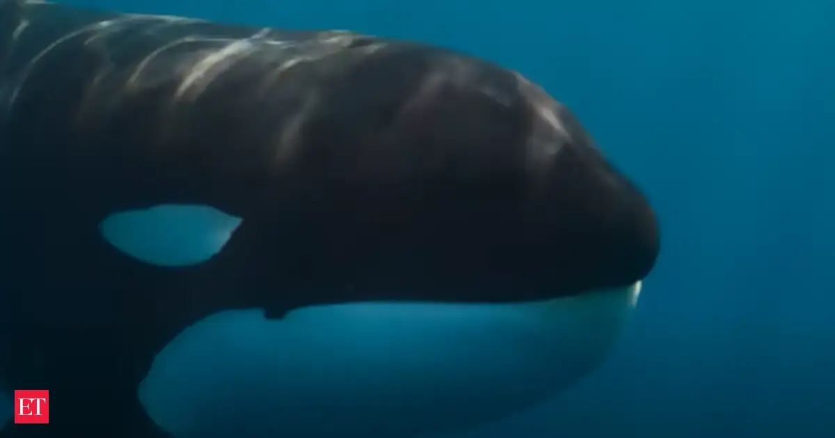 Orcas and Great White Sharks: Apex Predators Compared and Contrasted