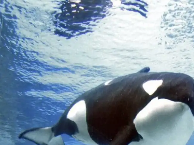 Kiska world's loneliest killer whale