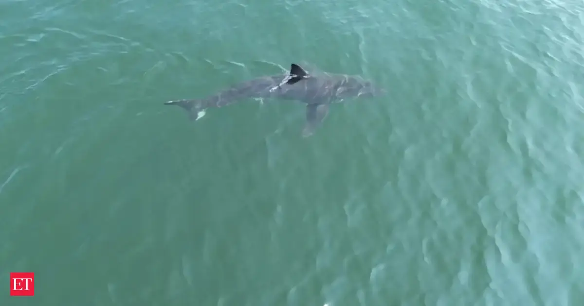 10-Foot Great White Shark Spotted Near Maine Beaches, Authorities Warn Public