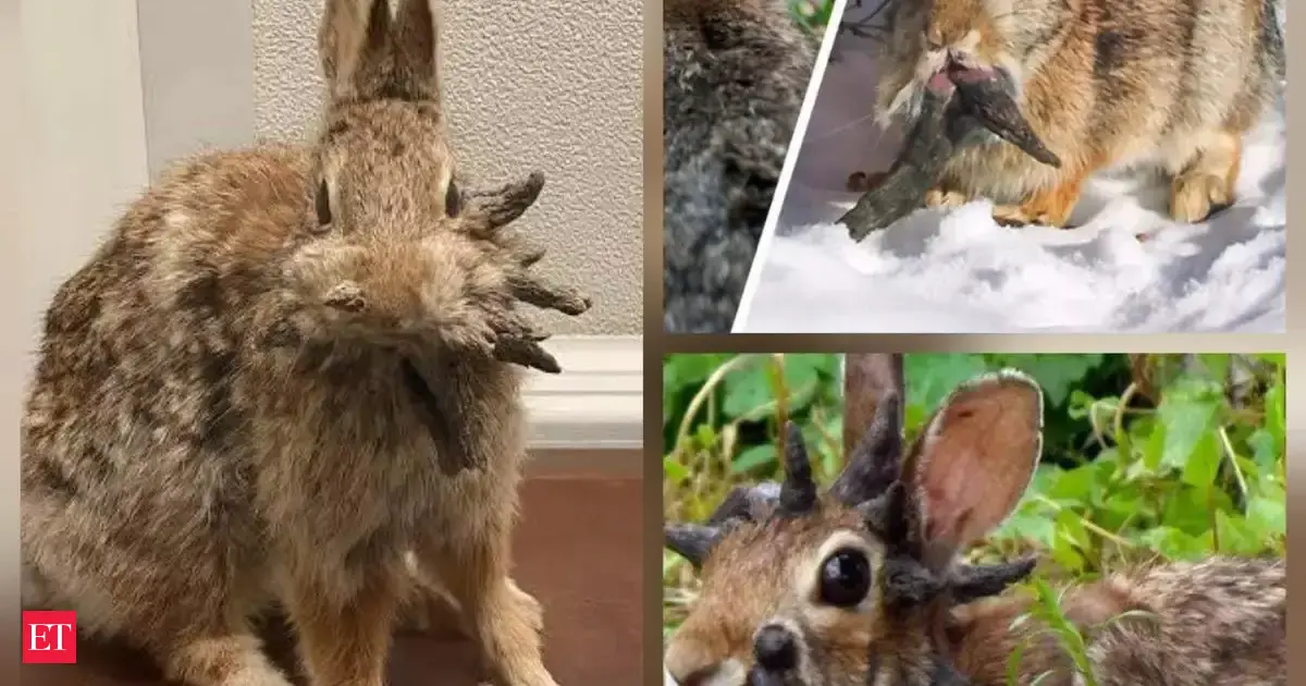 Dangerous virus on the prowl? Scientists investigate Colorado rabbits with tentacles after alarming mutation fears