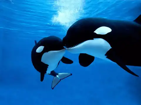 Fast swimmers