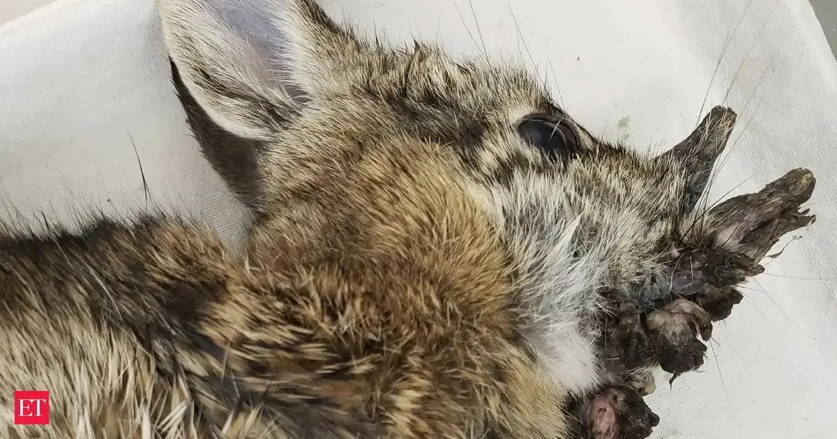 Frankenstein rabbits: Nightmare rabbits with black tentacles flood US ...