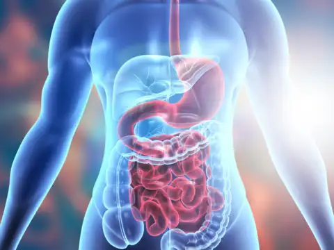 Gut Health and Digestion