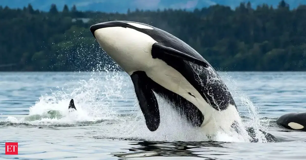 Jessica Radclifee orca video: Who is Kiska, the Orca? Jessica Radclifee ...
