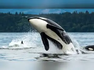 Jessica Radclifee orca video: Who is Kiska, the Orca? Jessica Radclifee ...
