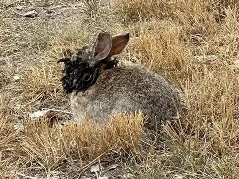 Keep rabbits away from pests