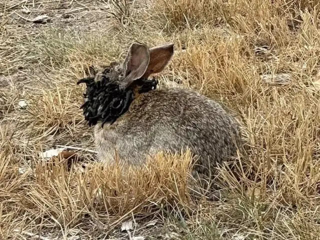 Frankenstein bunnies spotted in US: 6 facts about SPV virus, symptoms ...