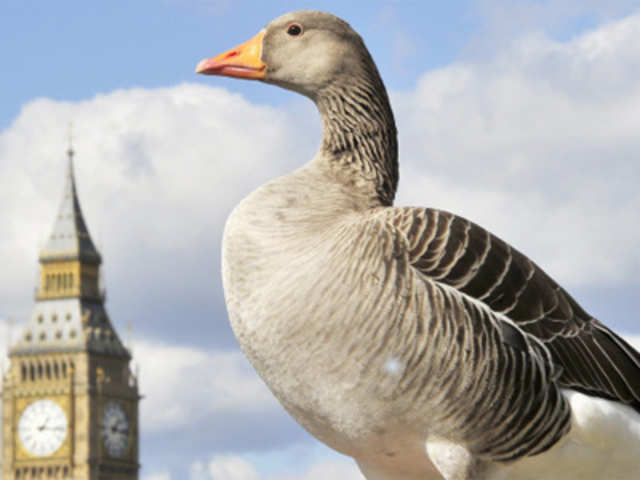 A goose in central London