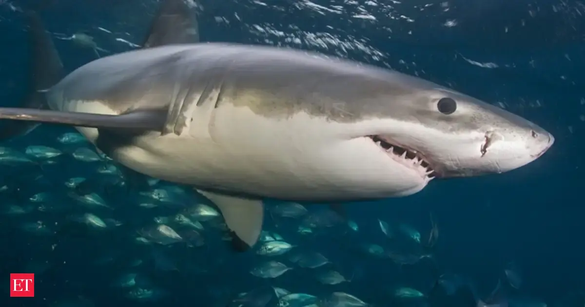 Great white sharks DNA difference mystery defies scientific explanation