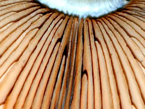 Why the gills matter