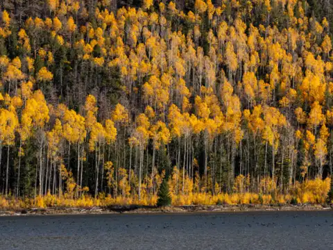 The &ldquo;forest&rdquo; that&rsquo;s one being  