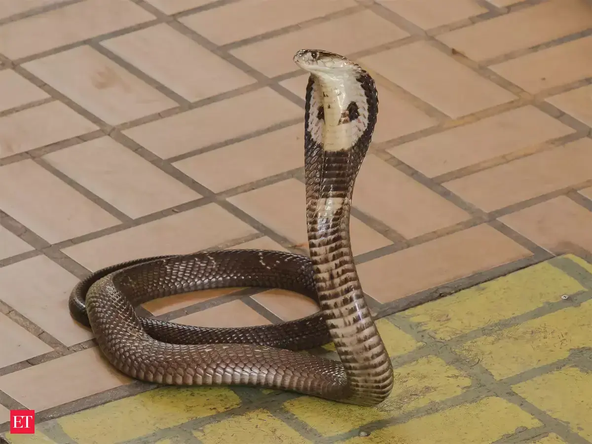 Worried about snakes in rains? Try these 5 simple prevention hacks ...
