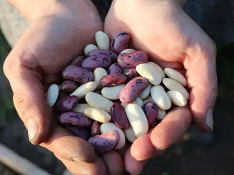 Beans: Nature&rsquo;s slow-burn energy pack