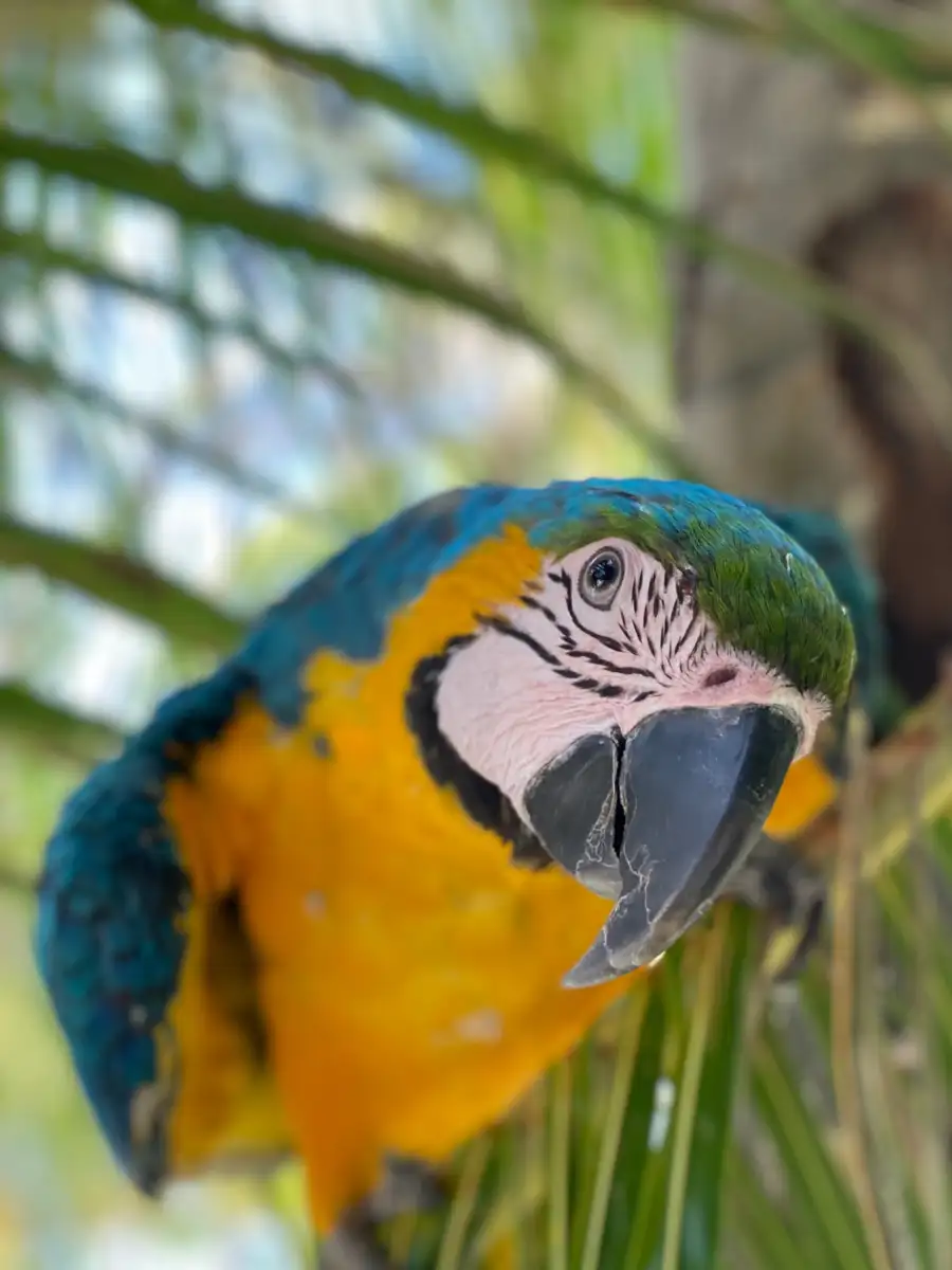 9 beautiful pet birds perfect for beginners