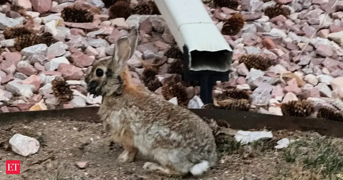rabbits with horns colorado: Dark myth tied to horned ‘Frankenstein ...