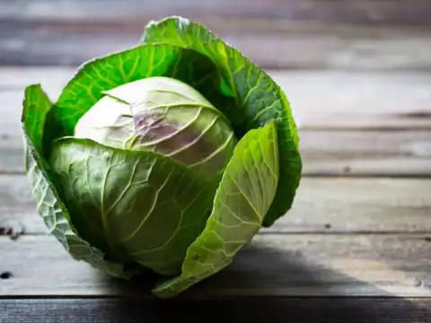 Cabbage