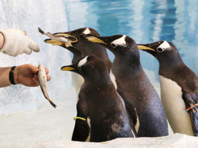 Gentoo Penguins in a zoo in Krasnoyarsk