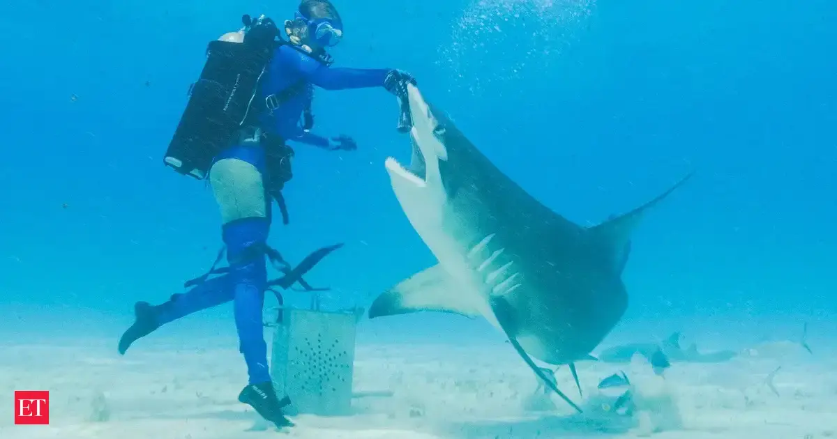 They survived the Ice Age and now the predators of Jaws are on the move again: Where are they headed