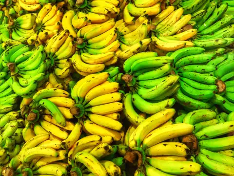 Slightly green bananas are gut-friendly