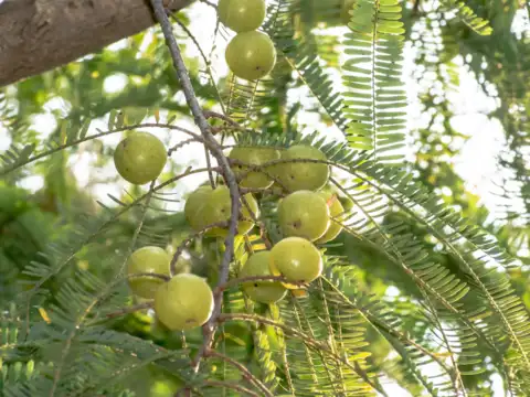 Amla&rsquo;s science-backed perks