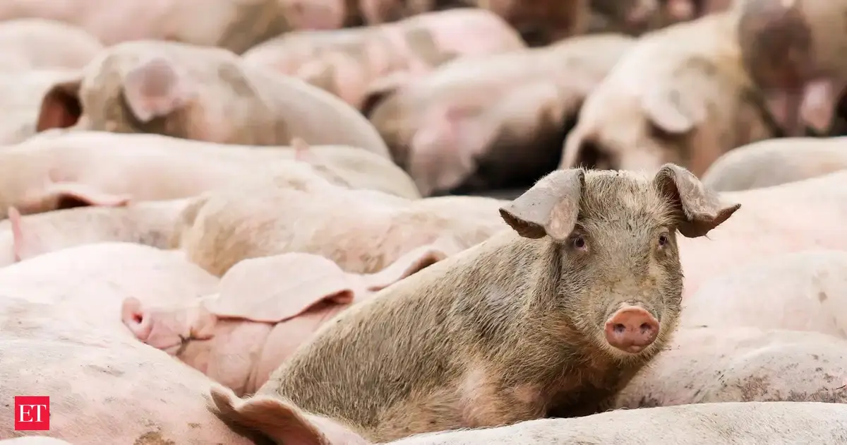 The Revolutionary Pig Lung Transplant: A Glimpse into the Future of Medicine!