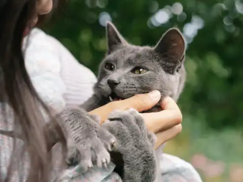 Ringworm/dermatophytosis (skin‑to‑skin, fomites)