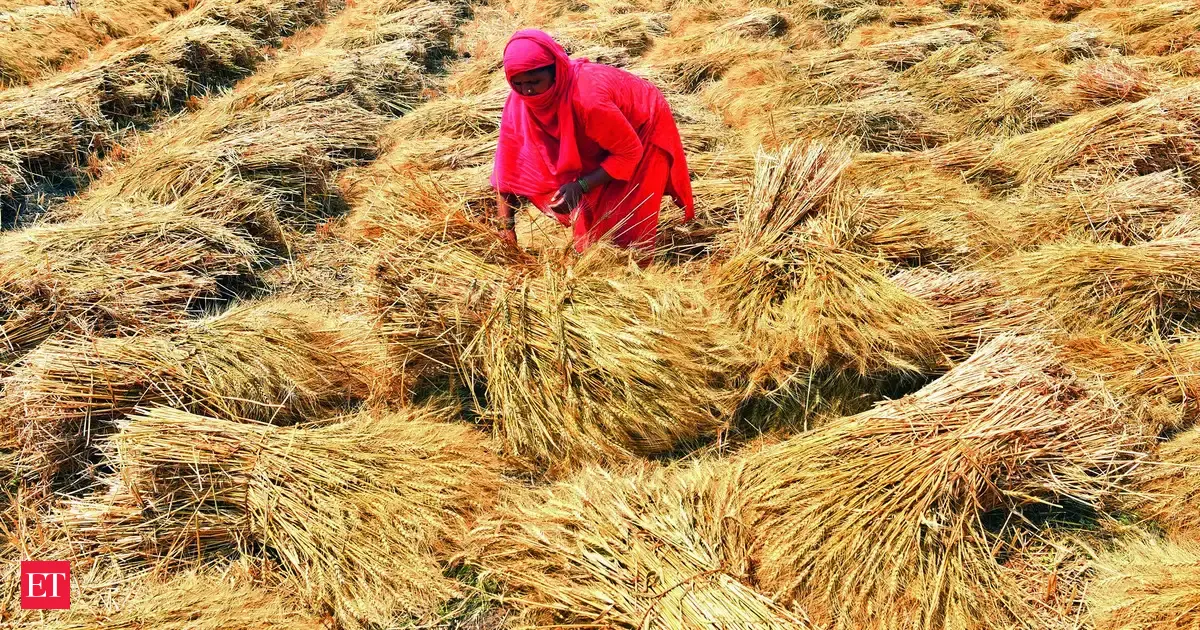 Biofuel push fuels kitchen heat: Wheat prices rise as maize diverted to ethanol