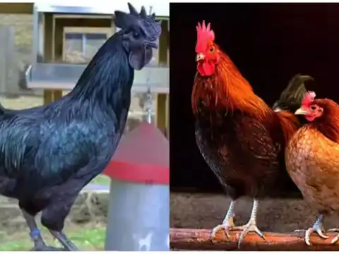  Protein per rupee vs per egg