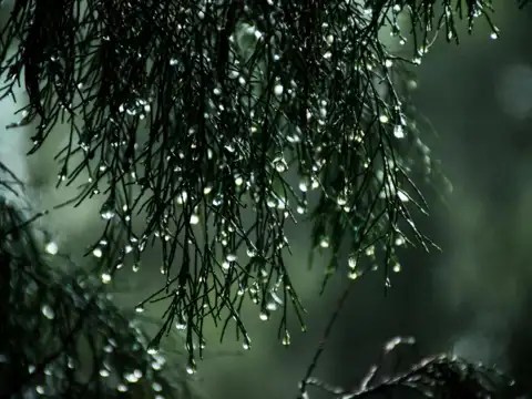 Embrace Monsoon Magic 