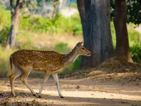 Kanha National Park, Madhya Pradesh 