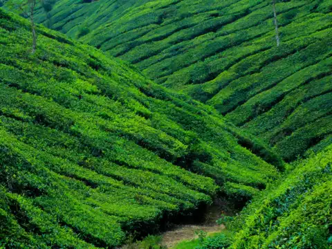 Munnar, Kerala 
