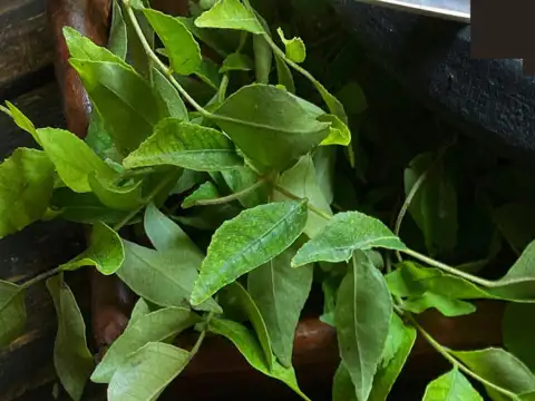 Curry Leaves & Kalonji 