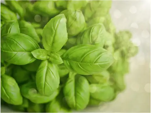 Basil Leaves (Tulsi)