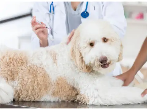  Myth: Pets Don&rsquo;t Need Rabies Shots