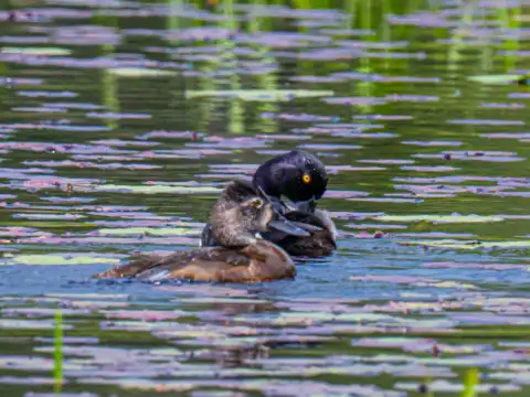 Black-headed duck & shiny cowbird