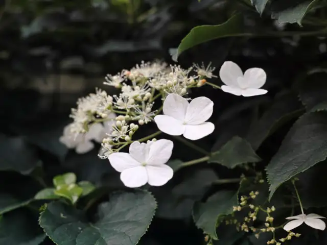 Bigleaf hydrangea (hydrangea macrophylla) - 8 types of hydrangeas