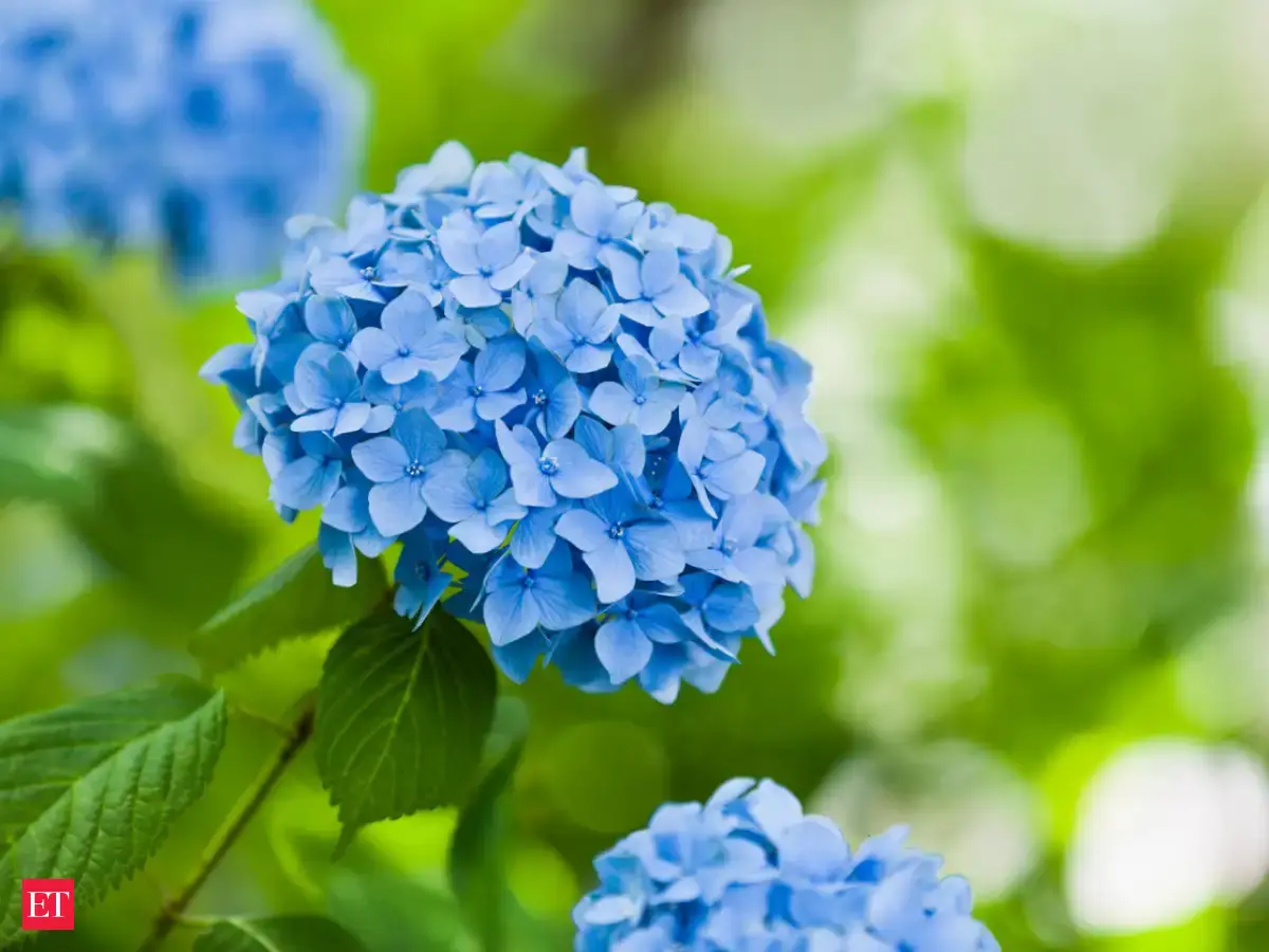 Bigleaf hydrangea (hydrangea macrophylla) - 8 types of hydrangeas you ...