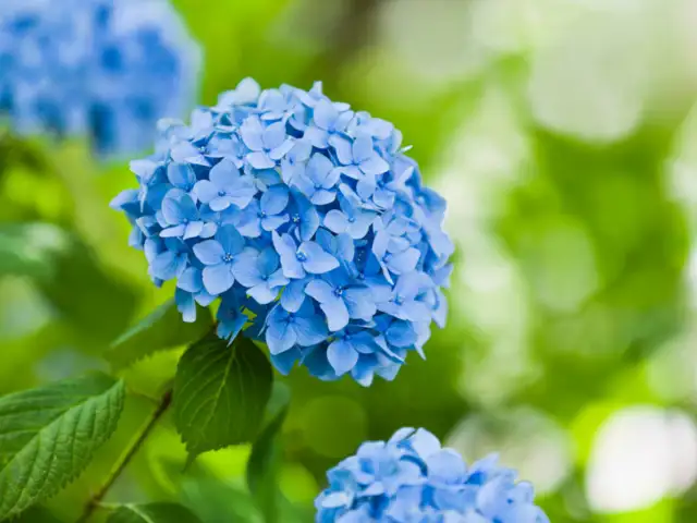 Oakleaf hydrangea (hydrangea quercifolia) - 8 types of hydrangeas