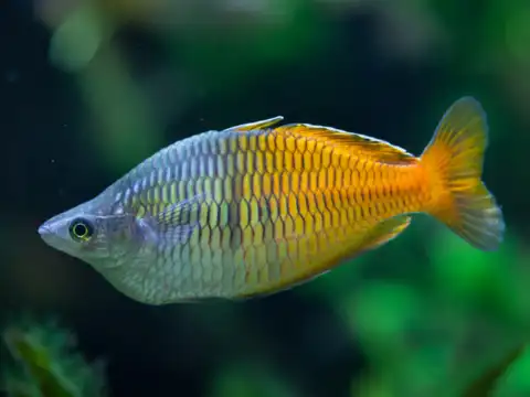 Rainbow fish (Melanotaenia spp.)