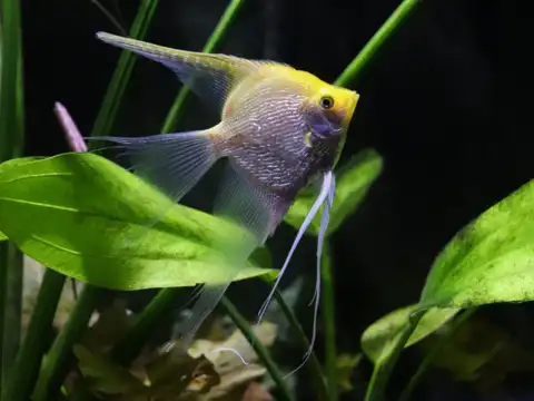 Angelfish (Pterophyllum scalare)