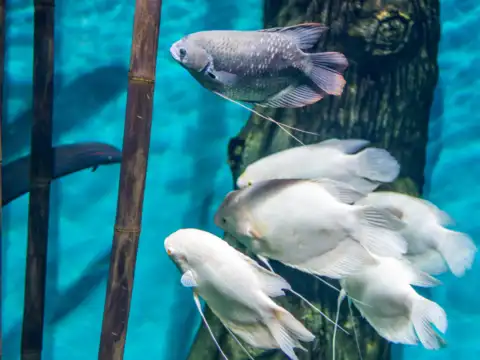 Gourami (Trichogaster spp.)