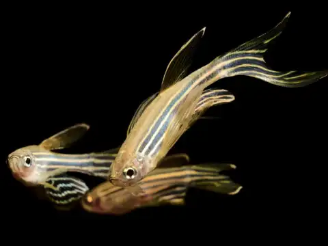 Zebra danio (Danio rerio)