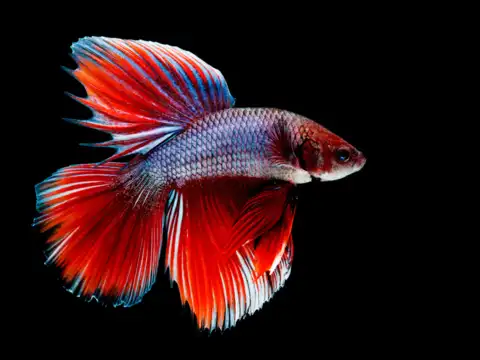 Betta (Betta splendens)