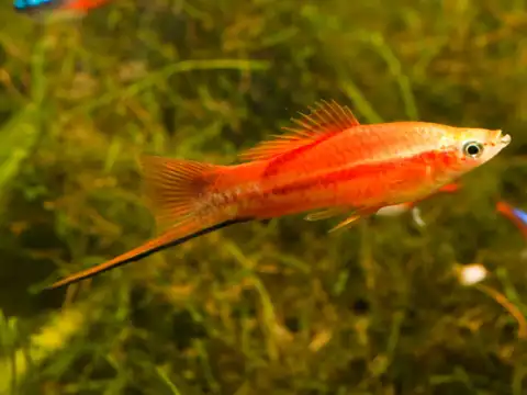 Swordtail (Xiphophorus helleri)