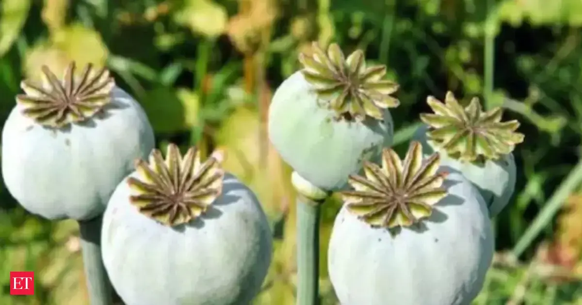 Govt announces annual licensing policy for opium poppy cultivation for 2025-26 crop year