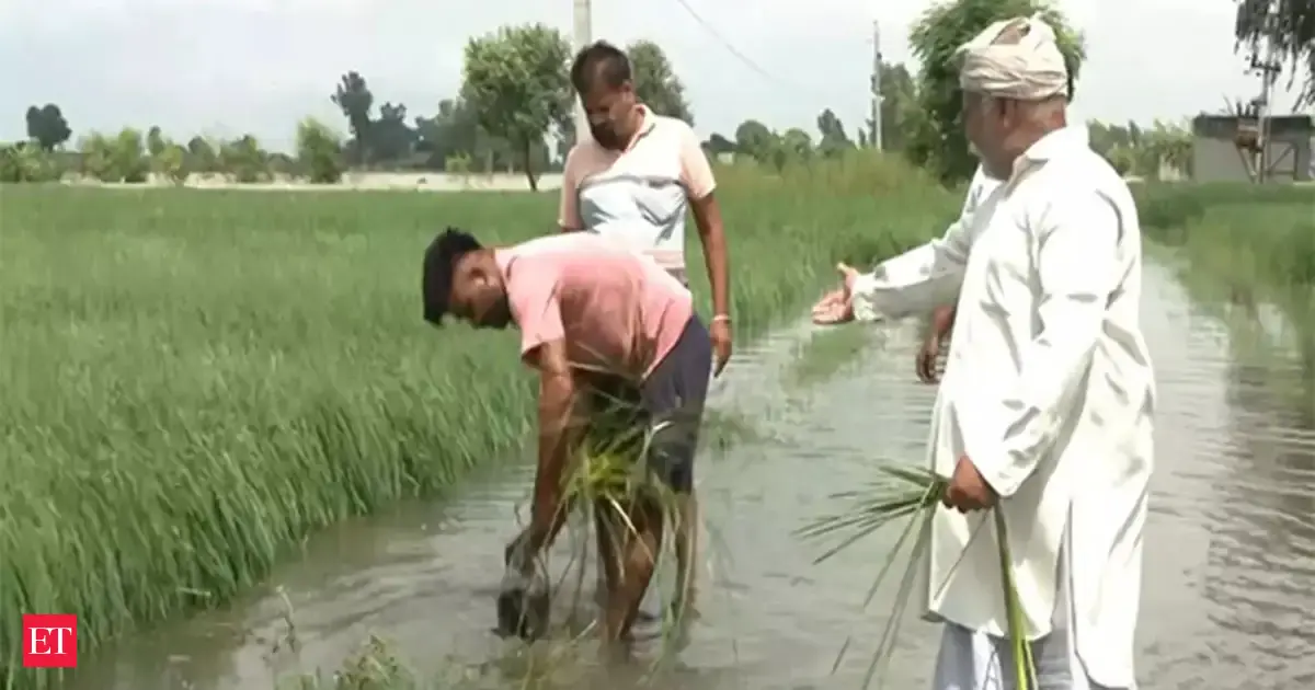 Punjab govt launches five-day drive to revive flood-hit mandis before paddy procurement