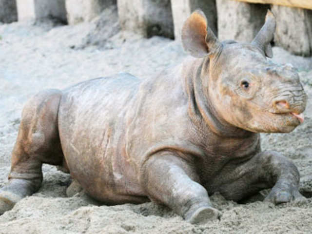 A little black rhinoceros calf