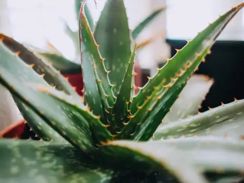 Natural Skincare