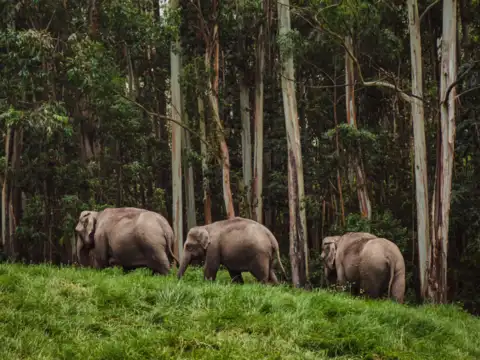 Periyar National Park, Kerala